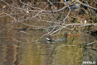 На пруду в тульском Скуратово поселились редкие птицы, Фото: 7