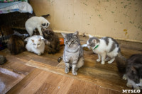 Волонтеры спасли кошек из адской квартиры, Фото: 47