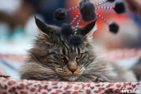 Международная выставка кошек в ТРЦ "Макси", Фото: 52