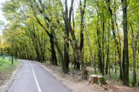 деревья в Платоновском парке , Фото: 19