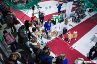 Выставка собак в Туле, Фото: 123