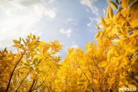 Золотая осень в Тульской области, Фото: 30