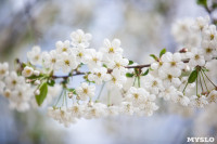 Майские цветы в Туле, Фото: 25