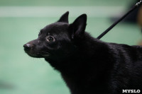 Выставка собак в Туле, Фото: 135