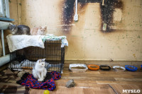Волонтеры спасли кошек из адской квартиры, Фото: 20