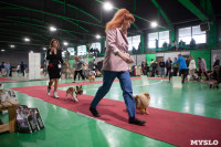 Выставка собак в Туле, Фото: 27