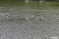 Туляки сообщают о массовой гибели уток в Платоновском парке, Фото: 6