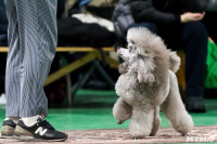 Пражский крысарик, хотошо и кангал: в Туле прошла выставка собак всех пород, Фото: 135