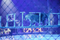 Шоу Гии Эрадзе «5 континентов» в Тульском цирке: феерия уже началась!, Фото: 72