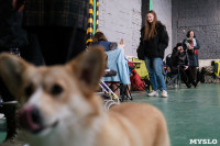 Выставка собак в Туле 24.11, Фото: 59