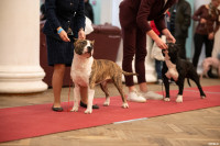 Выставка собак в ДК "Косогорец", Фото: 75