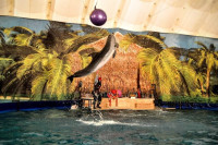 Шоу карибских дельфинов, Фото: 5
