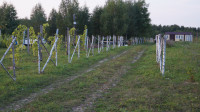 Виноград с южных склонов Дубны: как работает необычная семейная ферма в Тульской области, Фото: 57