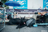 Всероссийская выставка собак в Туле, Фото: 51