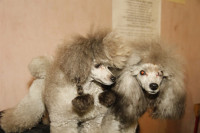 В Туле прошла всероссийская выставка собак, Фото: 24