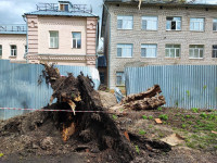 Дерево упало на ул. Софьи Перовской, Фото: 2