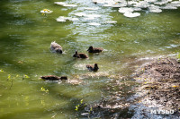 В Ясной Поляне стартовал фестиваль «Толстой»: фоторепортаж, Фото: 19