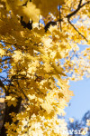 Золотая осень в Ясной Поляне, Фото: 12