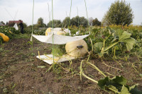 Гигантские тыквы из урожая семьи Колтыковых, Фото: 4