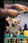 Выставка собак в Туле 24.11, Фото: 36