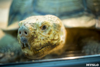 Черепахи в экзотариуме, Фото: 32