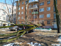 Дерево упало на машину на проспекте Ленина, Фото: 6