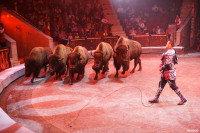 Шоу Гии Эрадзе «5 континентов» в Тульском цирке: феерия уже началась!, Фото: 22