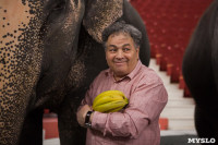 Тульский цирк анонсировал Шоу слонов, Фото: 8