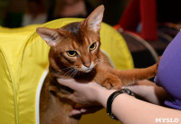 Выставка кошек в Искре, Фото: 24