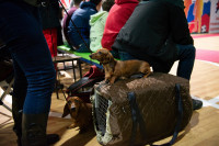 В Туле прошла выставка собак всех пород, Фото: 169