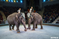 Шоу слонов в Тульском цирке, Фото: 57