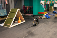 Хвостатые волонтеры: как собаки ищут пропавших живых и мертвых, Фото: 15