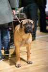 В Туле прошла выставка собак всех пород, Фото: 123