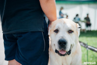 Всероссийская выставка собак в Туле: серьезные сенбернары, изящные пудели и милые шпицы, Фото: 42