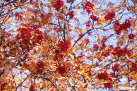 Золотая осень в Ясной Поляне, Фото: 71