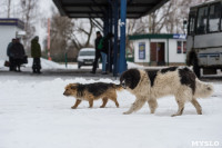 Крематорий для собак в Венёве, 24.03.2016, Фото: 45
