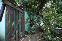 В Барсуках фура влетела в огород и сломала дерево, Фото: 15
