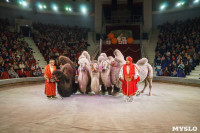Шоу слонов в Тульском цирке, Фото: 39