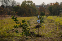 В Ясной Поляне посадили яблони, Фото: 16