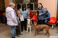 Выставки собак в ДК "Косогорец", Фото: 46