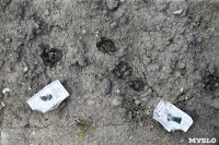 Бродячие собаки погубили рассаду тулячки и довели ее до сердечного приступа, Фото: 11