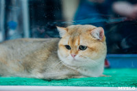 Выставка "Пряничные кошки" в ТРЦ "Макси", Фото: 34