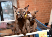 Выставка кошек в Искре, Фото: 4
