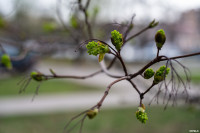 Аномальное цветение апреля: в Туле уже распустилась черемуха, Фото: 7