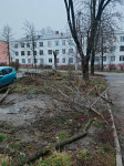 Жители Косой Горы пожаловались на брошенные после опиловки деревья  , Фото: 6