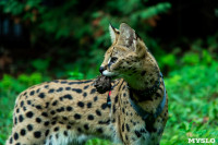Бэби-леопард дома: зачем туляки заводят диких сервалов	, Фото: 35