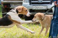 Выставка охотничьих собак в Туле, Фото: 15