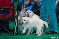 Выставка собак в Туле, Фото: 42