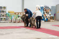 Сиба-ину, шпицы и алабаи: в Туле состоялась выставка собак, Фото: 62