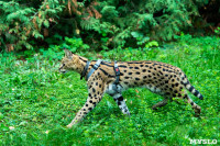 Бэби-леопард дома: зачем туляки заводят диких сервалов	, Фото: 33